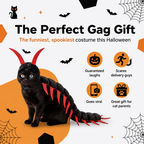 Spooky Cat